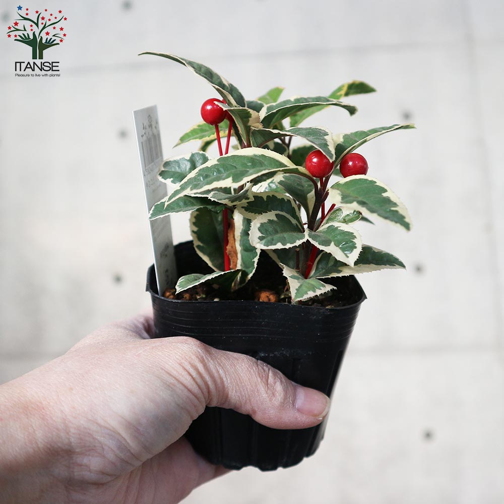 斑入りヤブコウジ 【2.5～3号 花苗】