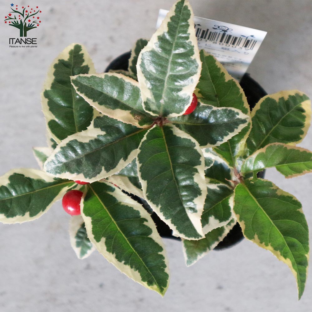 斑入りヤブコウジ 【2.5～3号 花苗】