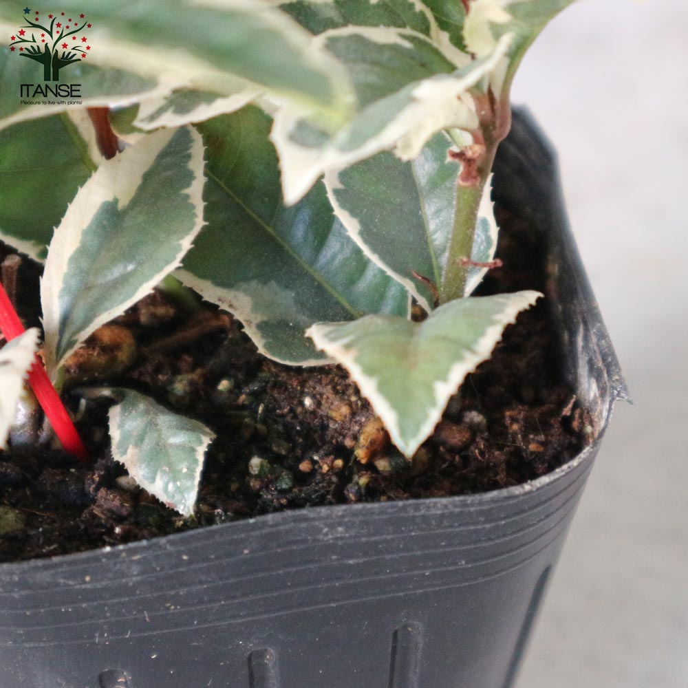 斑入りヤブコウジ 【2.5～3号 花苗】