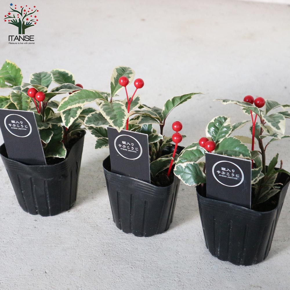 斑入りヤブコウジ 【2.5～3号 花苗】