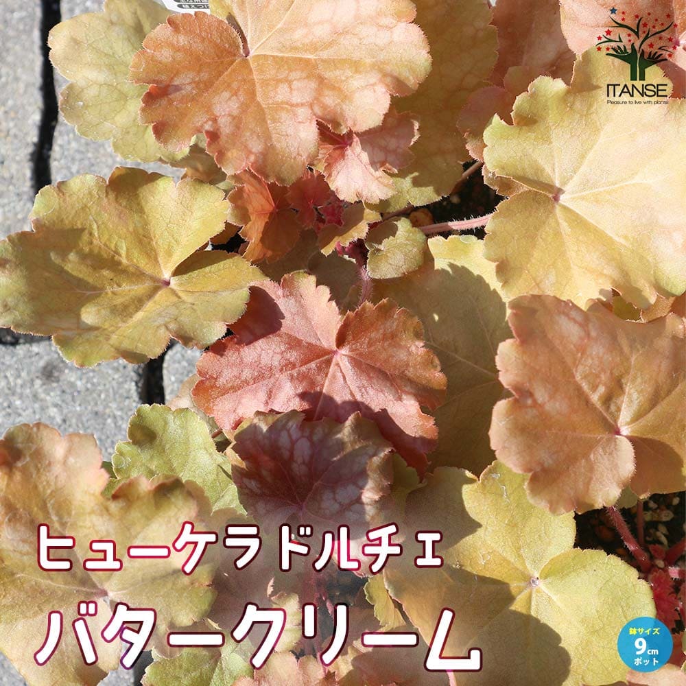 ヒューケラ・ドルチェ・バタークリーム 【花苗 9cmポット苗 カラーリーフ・多年草】