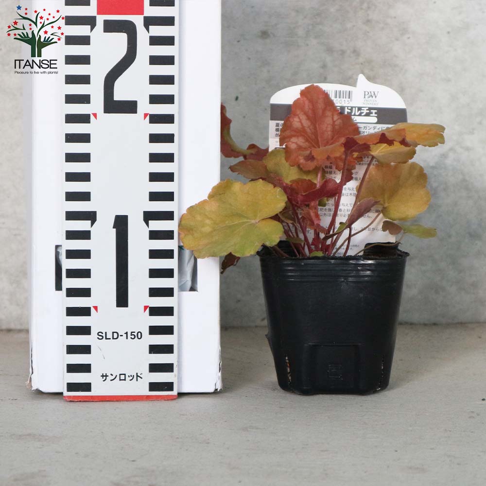 ヒューケラ・ドルチェ・バタークリーム 【花苗 9cmポット苗 カラーリーフ・多年草】