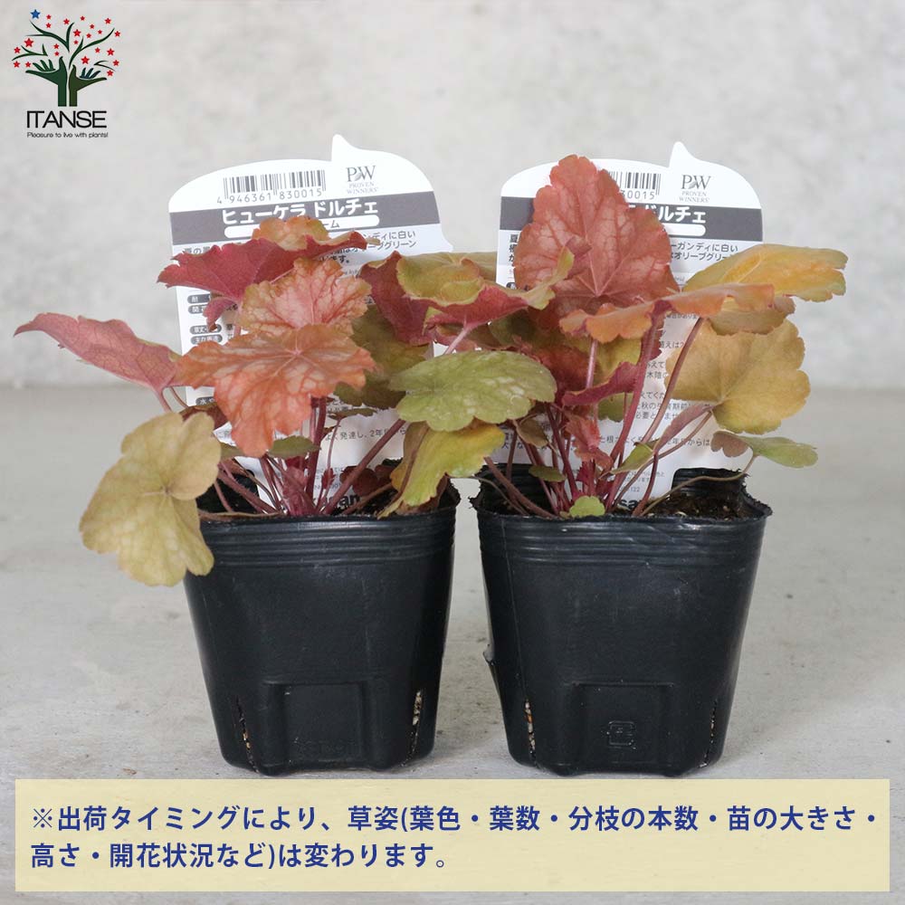 ヒューケラ・ドルチェ・バタークリーム 【花苗 9cmポット苗 カラーリーフ・多年草】