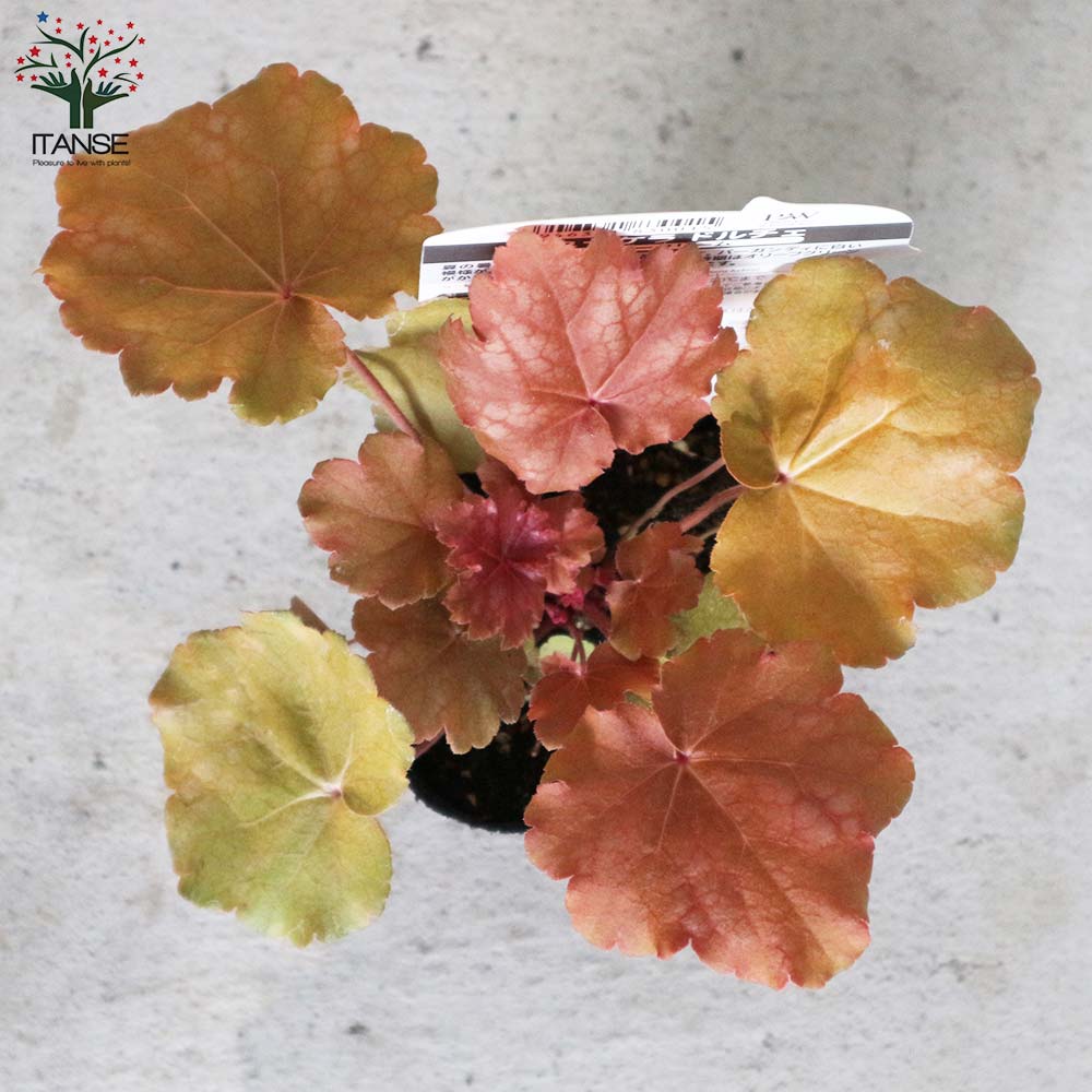 ヒューケラ・ドルチェ・バタークリーム 【花苗 9cmポット苗 カラーリーフ・多年草】