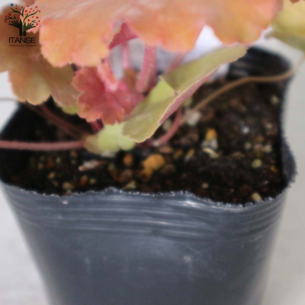 ヒューケラ・ドルチェ・バタークリーム 【花苗 9cmポット苗 カラーリーフ・多年草】