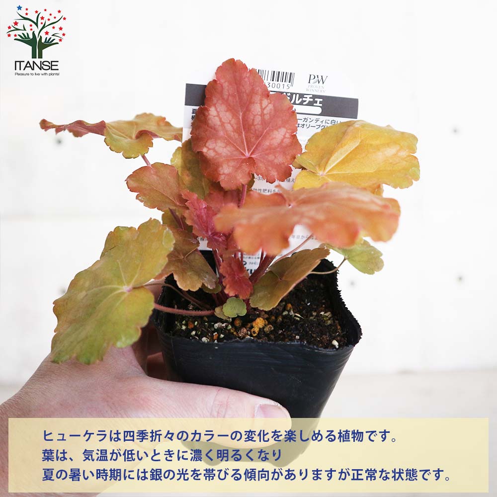 ヒューケラ・ドルチェ・バタークリーム 【花苗 9cmポット苗 カラーリーフ・多年草】