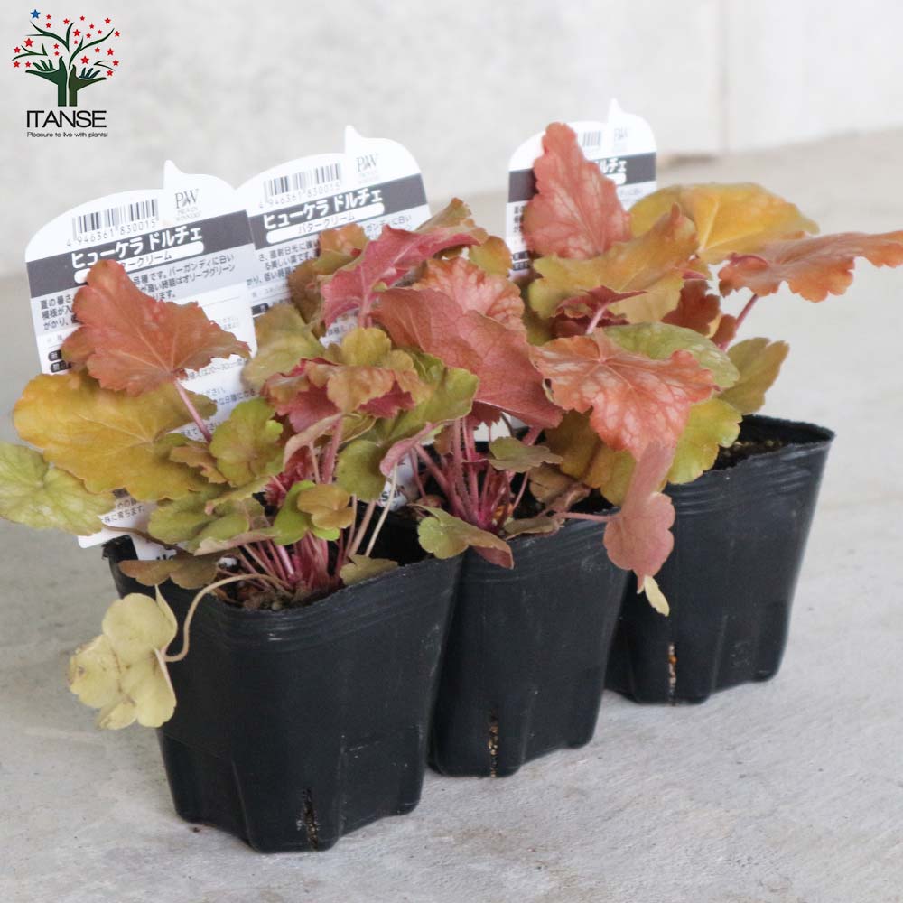 ヒューケラ・ドルチェ・バタークリーム 【花苗 9cmポット苗 カラーリーフ・多年草】
