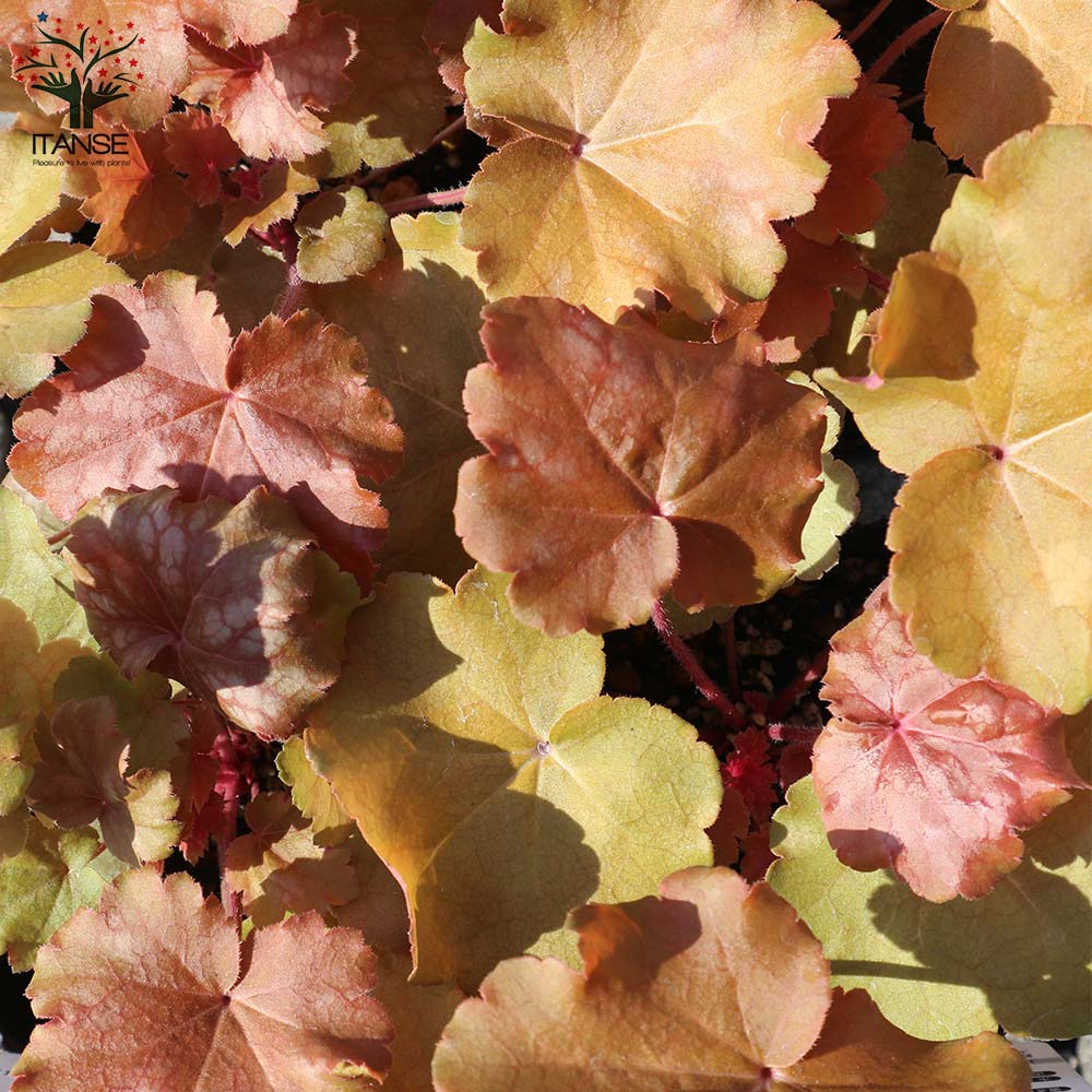 ヒューケラ・ドルチェ・バタークリーム 【花苗 9cmポット苗 カラーリーフ・多年草】