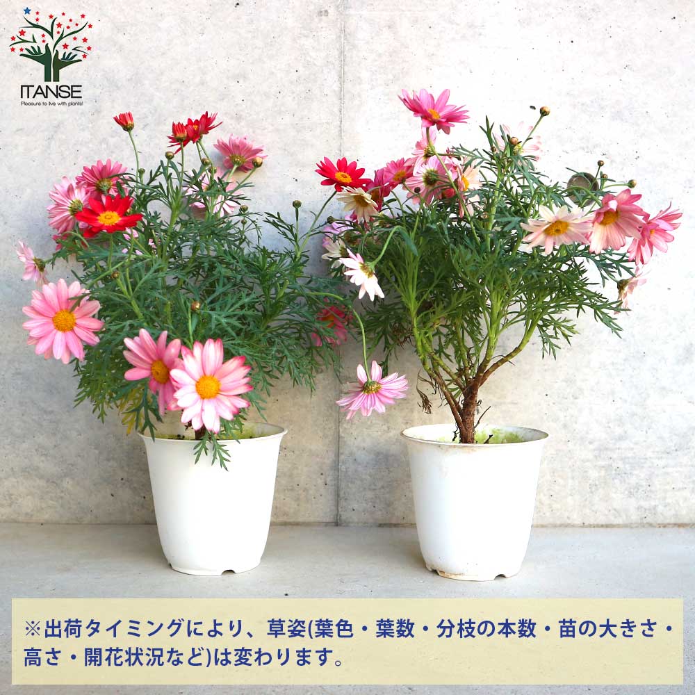 マーガレット・シンプリーコーラル【花苗 4号鉢】｜ 【植物の