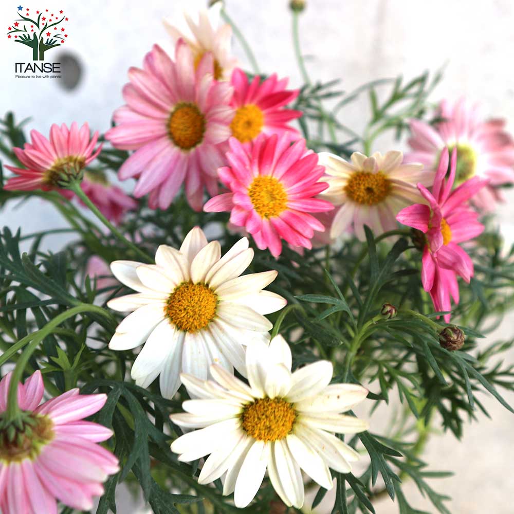 マーガレット・シンプリーコーラル【花苗 4号鉢】｜ 【植物の