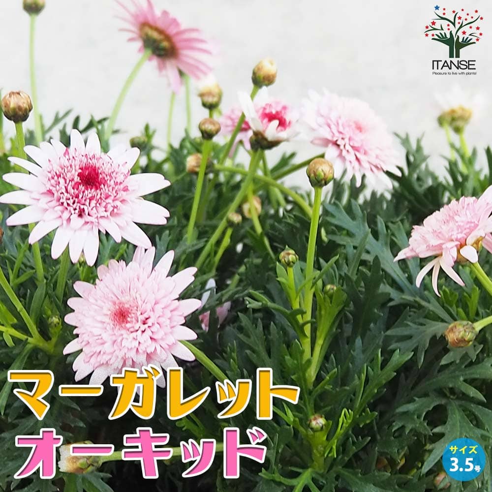 マーガレット オーキッド【花苗 3.5号ポット】｜ 【植物のITANSE