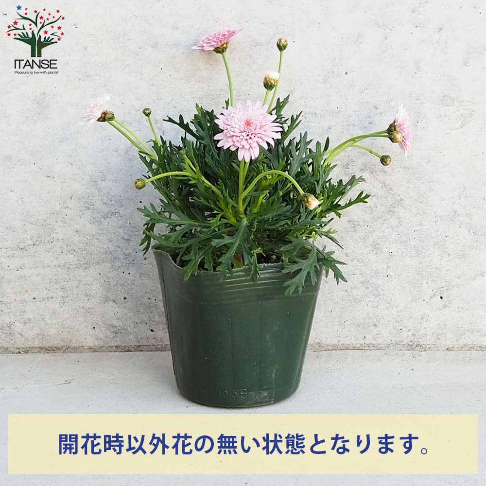 マーガレット9cm 5色 オマケ付き マーガレット オーキッド【花苗 3.5号ポット】｜ 【植物のITANSE