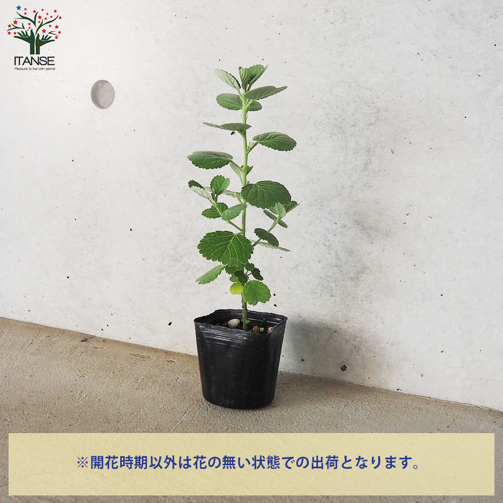 イリマ ニュータイプ【花苗 9cmポット】｜ 【植物のITANSE】全品
