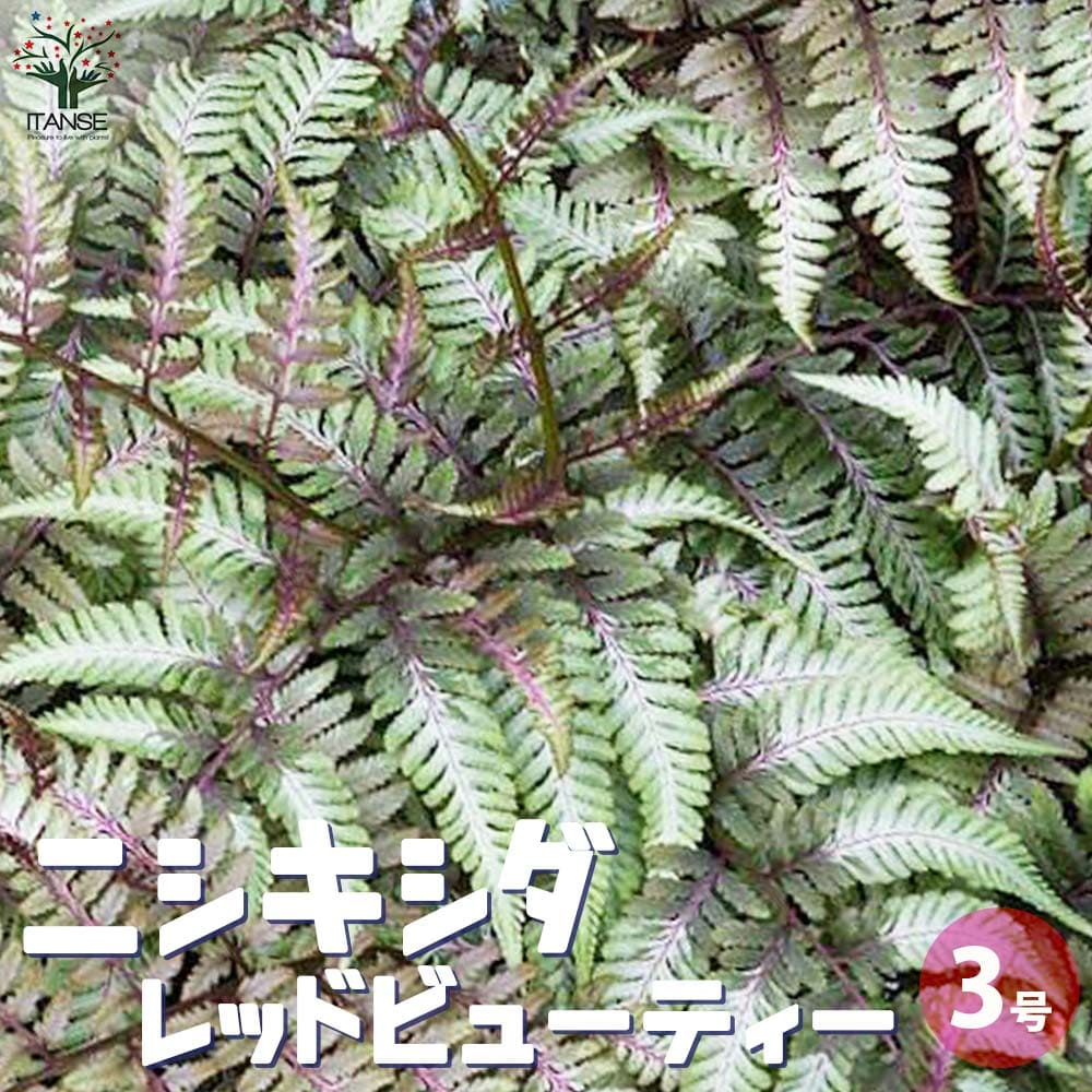 ニシキシダ レッドビューティ【観葉植物 3号ポット】