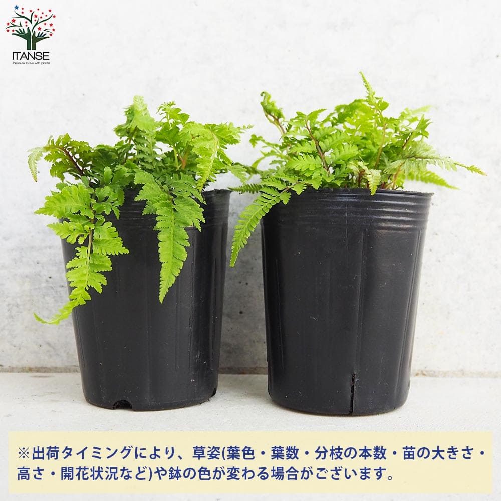 ニシキシダ レッドビューティ【観葉植物 3号ポット】