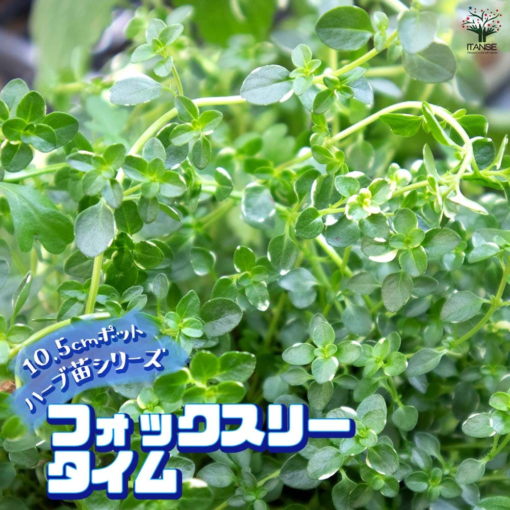 フォックスリータイム 10.5cm2個～【おうちで簡単！育てやすい10.5cmポットハーブ苗シリーズ！】