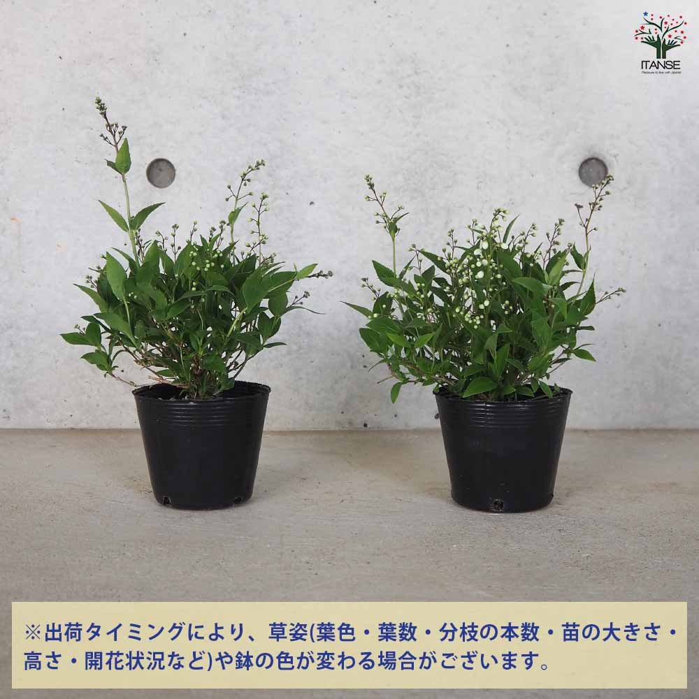 姫ウコギ3株+1株(挿し木苗) 激し