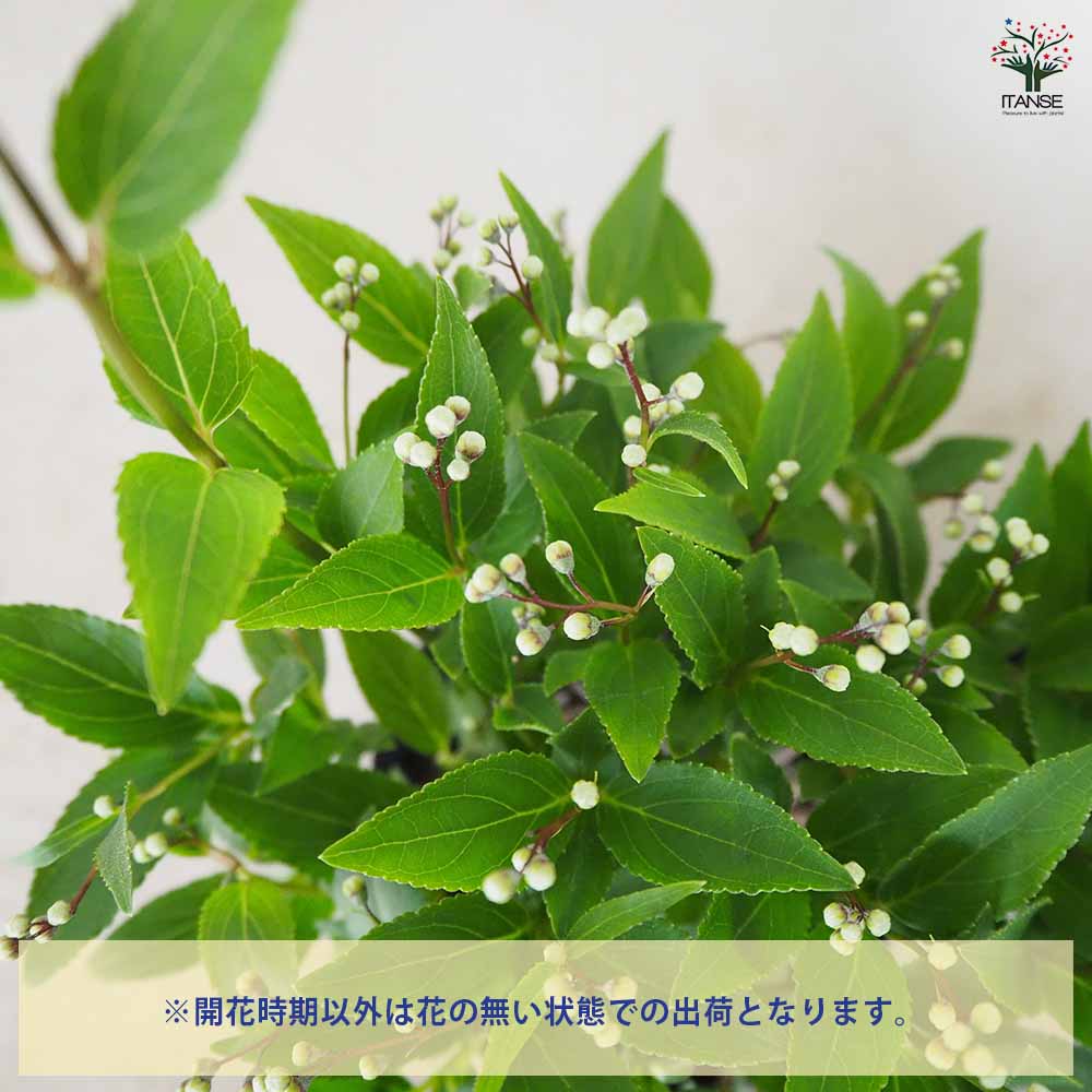 姫ウツギ 【花苗 3.5号ポット】｜ 【植物のITANSE】全品送料無料