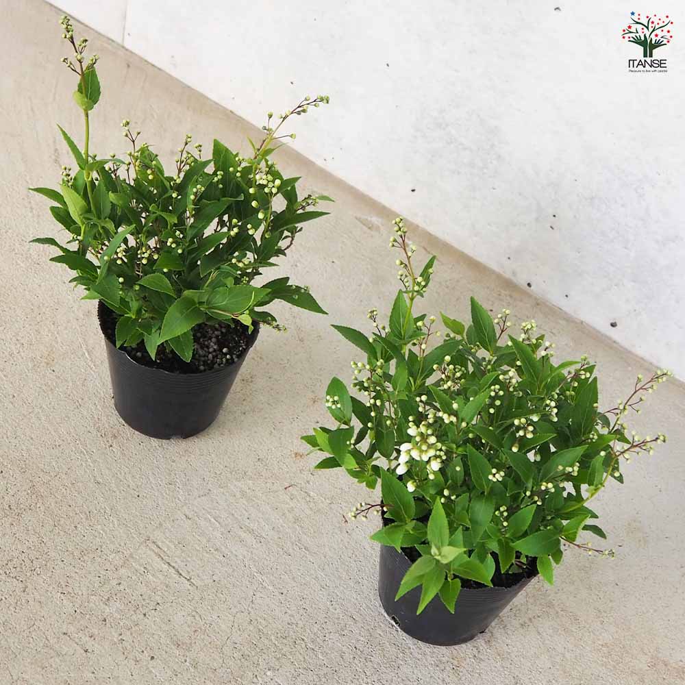 姫ウツギ 【花苗 3.5号ポット】｜ 【植物のITANSE】全品送料無料