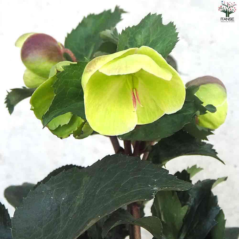 クリスマスローズ 氷の薔薇 ビアンコ 【花苗 5号ポット／1個売り