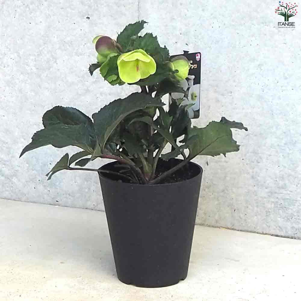 クリスマスローズ 氷の薔薇 ビアンコ 【花苗 5号ポット／1個売り