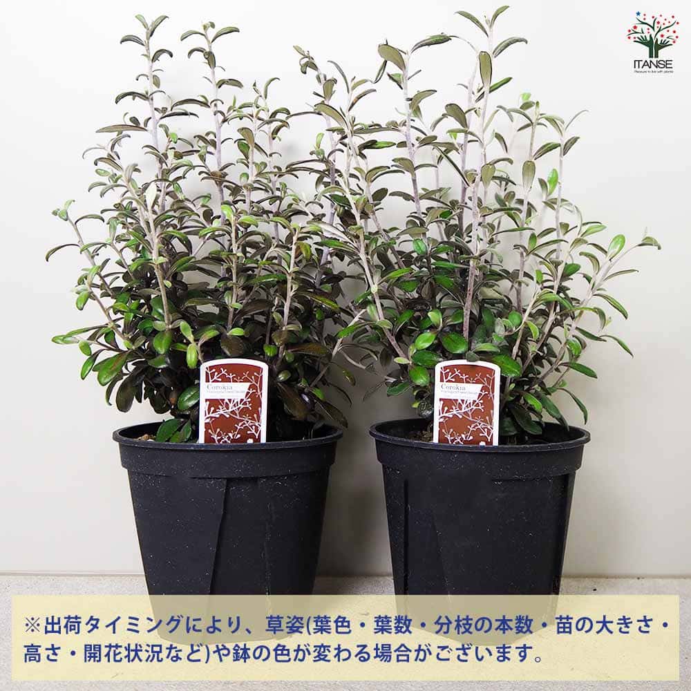 ITANSE スキミア セレクション 庭木 3号ポット/お買い得6個セットガーデニング 園芸品種 イタンセ公式 送料無料日本の暑さに強い!スキミア新品種 色MIX