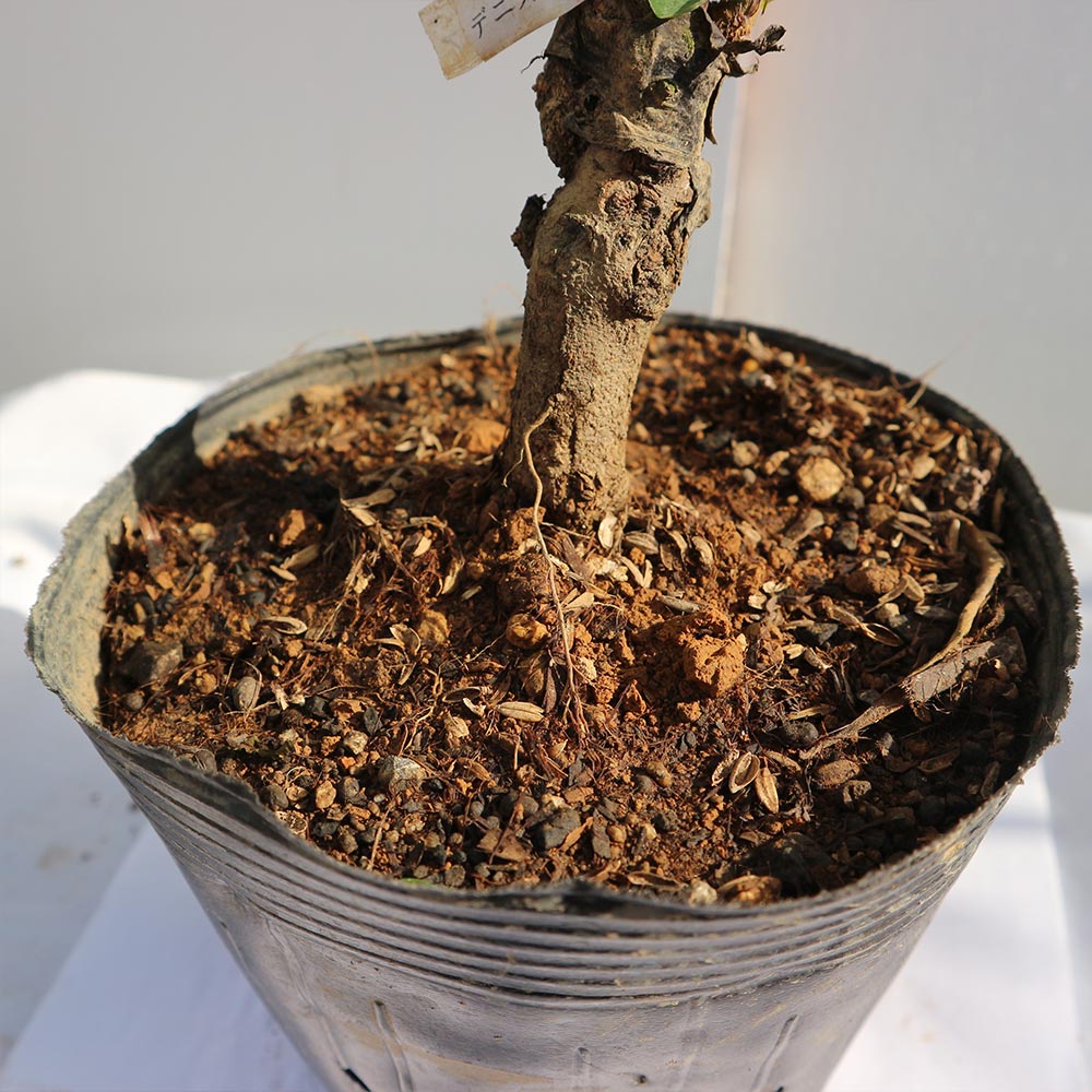 ザクロの苗木 アークデニス【果樹苗 2年生 接木苗15cmポット／1個