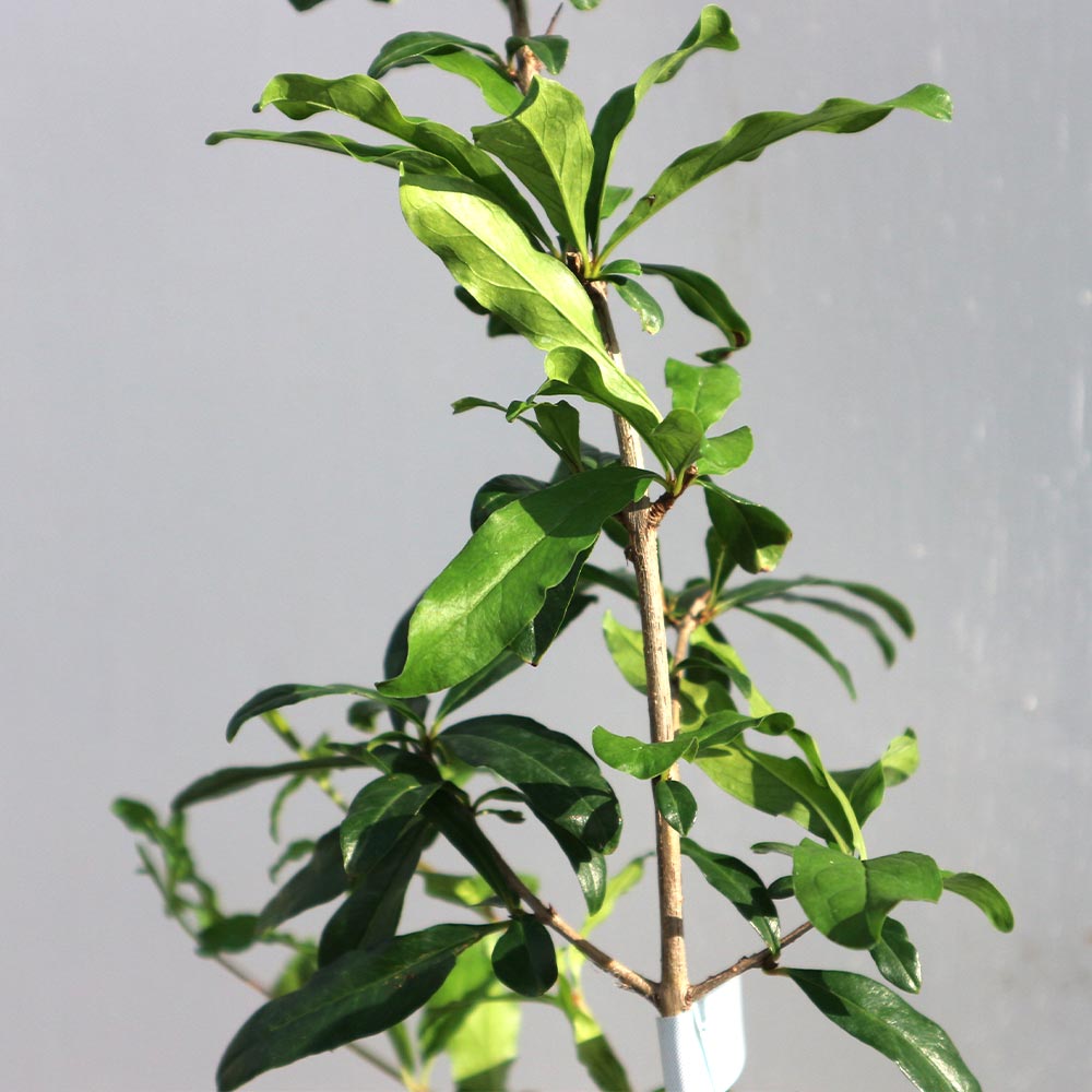 ザクロの苗木 アークデニス【果樹苗 2年生 接木苗15cmポット／1個