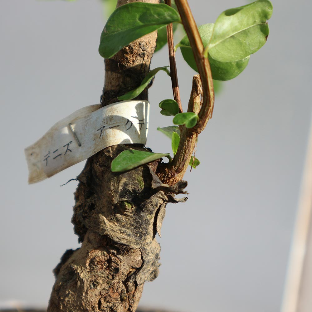 ザクロの苗木 アークデニス【果樹苗 2年生 接木苗15cmポット／1個