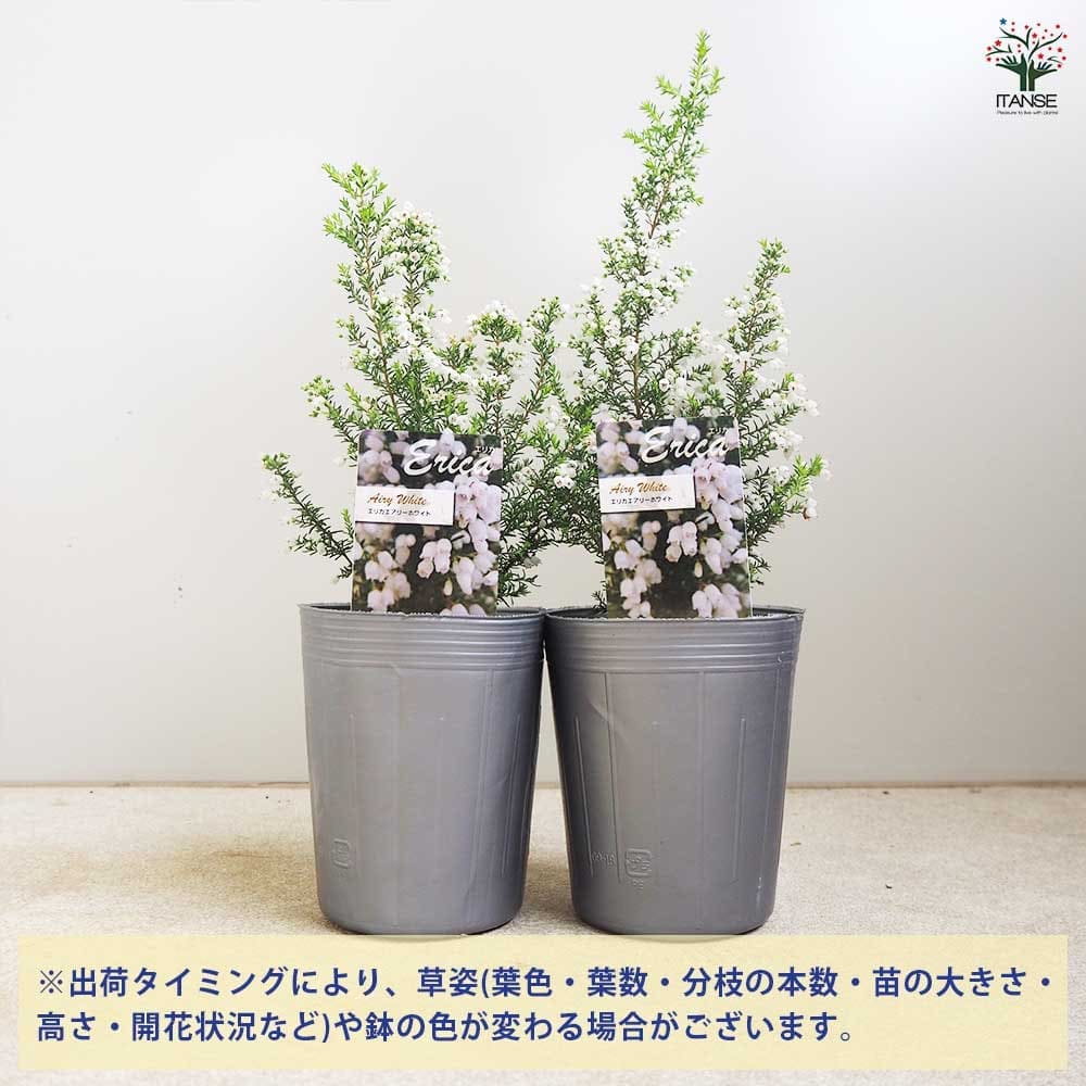 エリカ エアリーホワイト  【花木苗 3号】