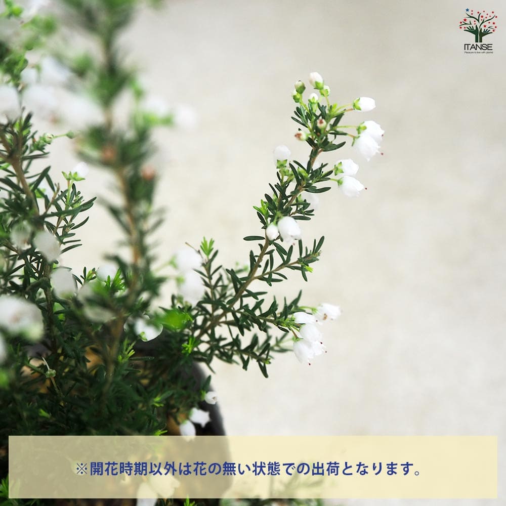 エリカ エアリーホワイト  【花木苗 3号】