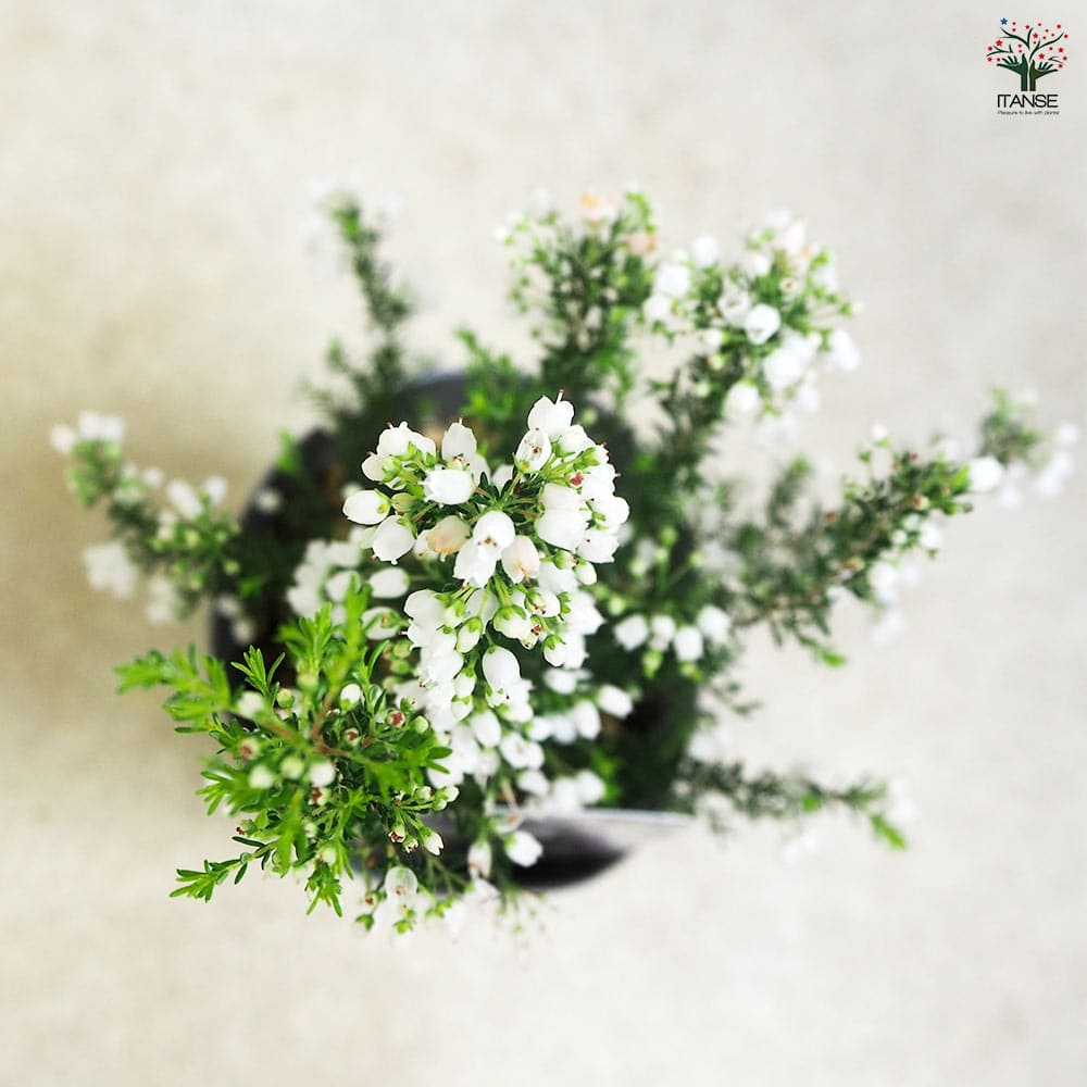 エリカ エアリーホワイト  【花木苗 3号】