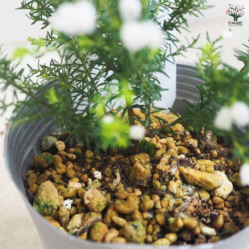 エリカ エアリーホワイト  【花木苗 3号】