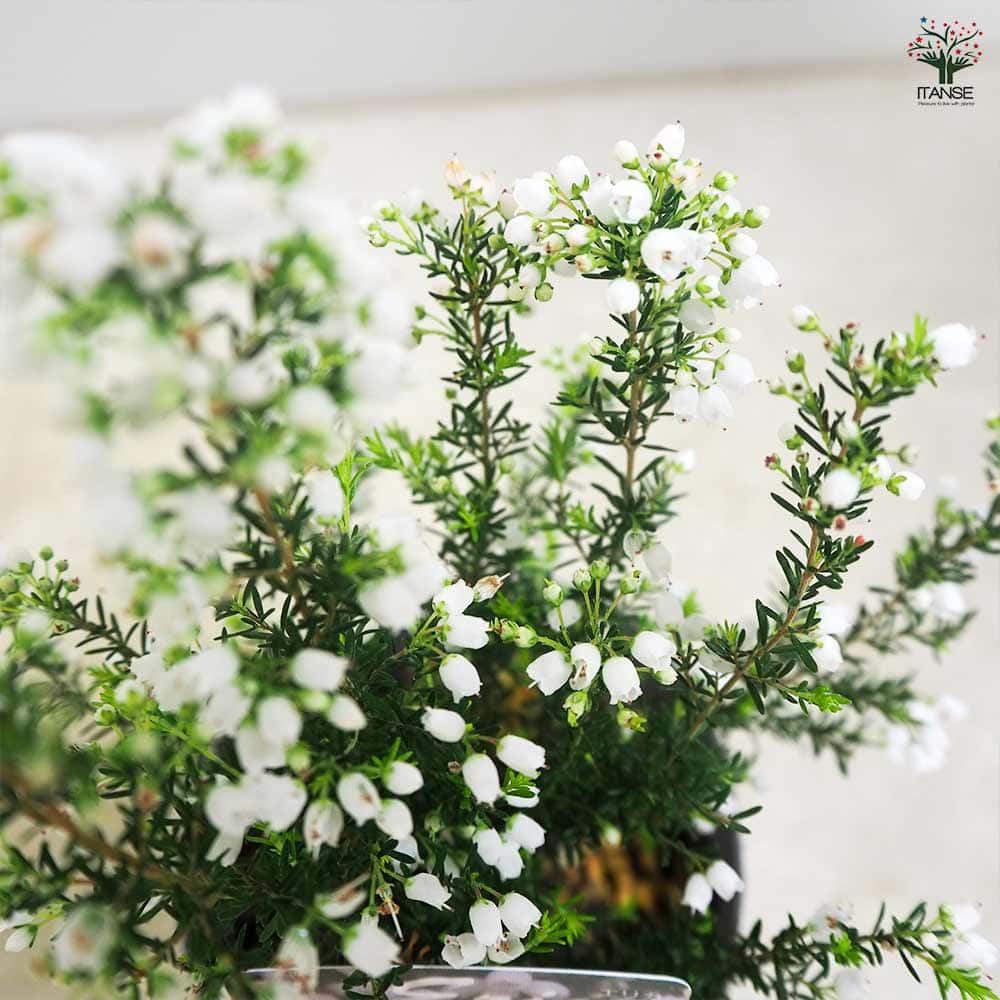 エリカ エアリーホワイト  【花木苗 3号】