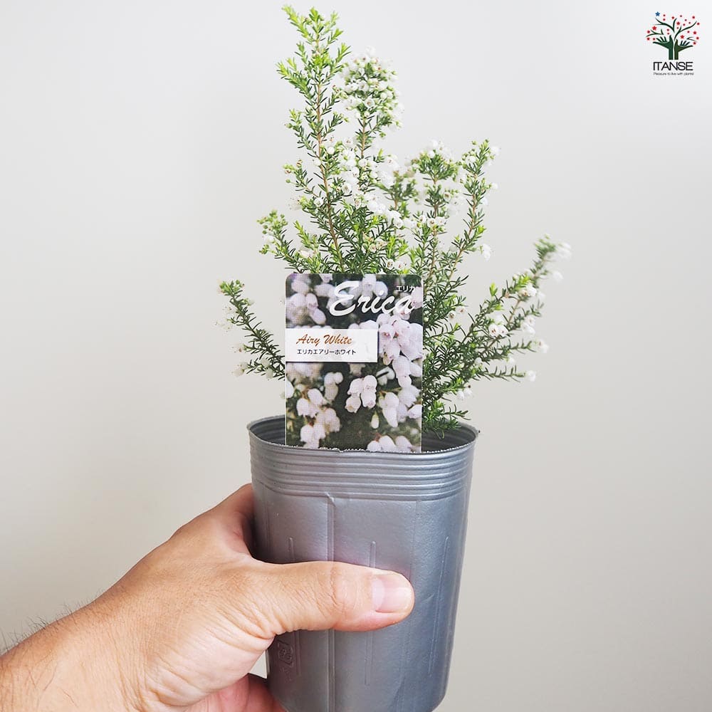 エリカ エアリーホワイト 【花木苗 3号】｜ 【植物のITANSE