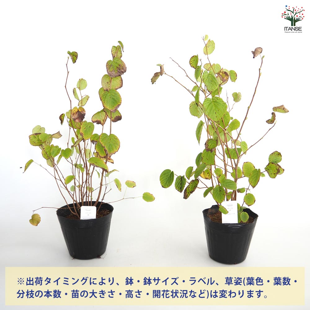 土佐ミズキ(土佐水木)の苗 【庭木 5号鉢／1個売り】｜ 【植物の