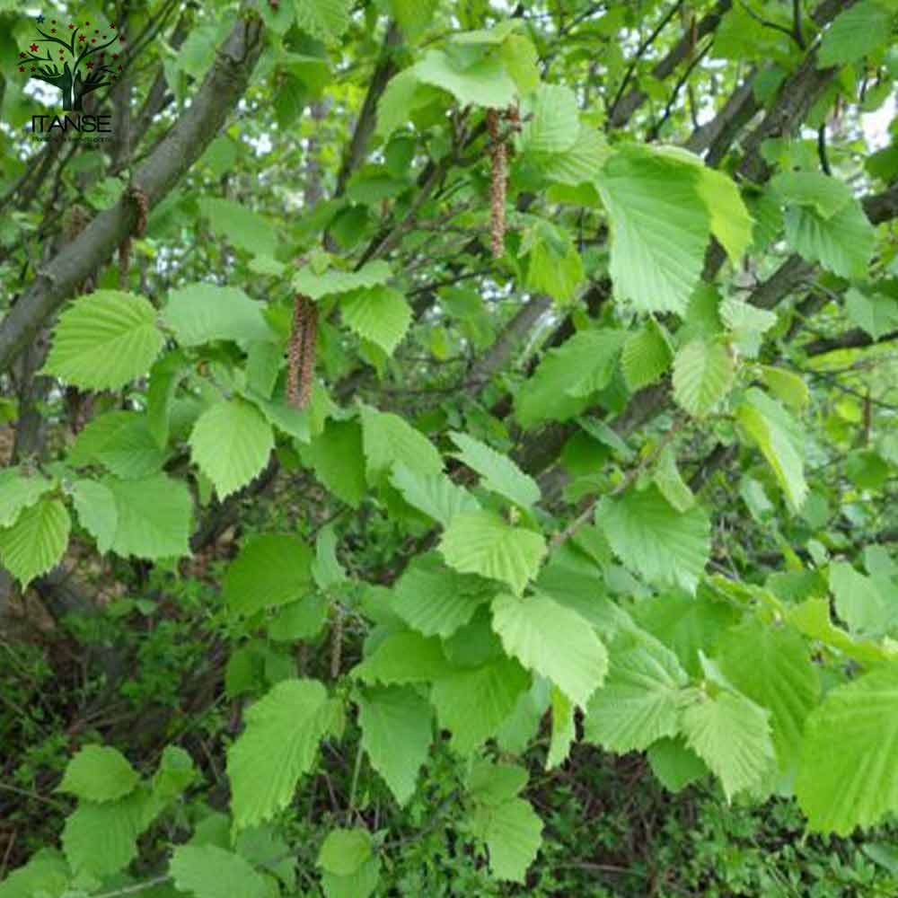 Itanse良品ｾﾚｸﾄ通販