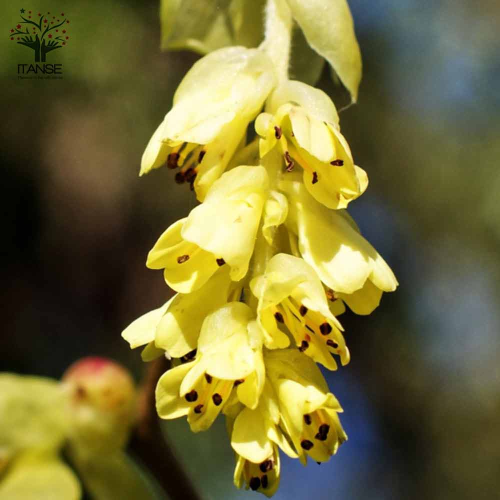 Itanse良品ｾﾚｸﾄ通販