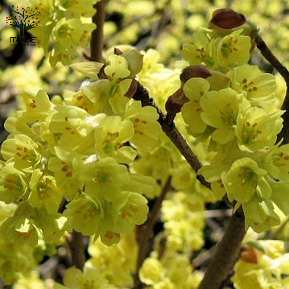 Itanse良品ｾﾚｸﾄ通販