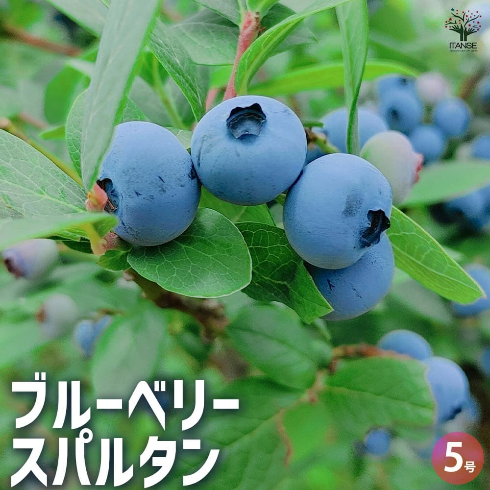 ブルーベリー スパルタン 【果樹の苗木 5号／1個売り】