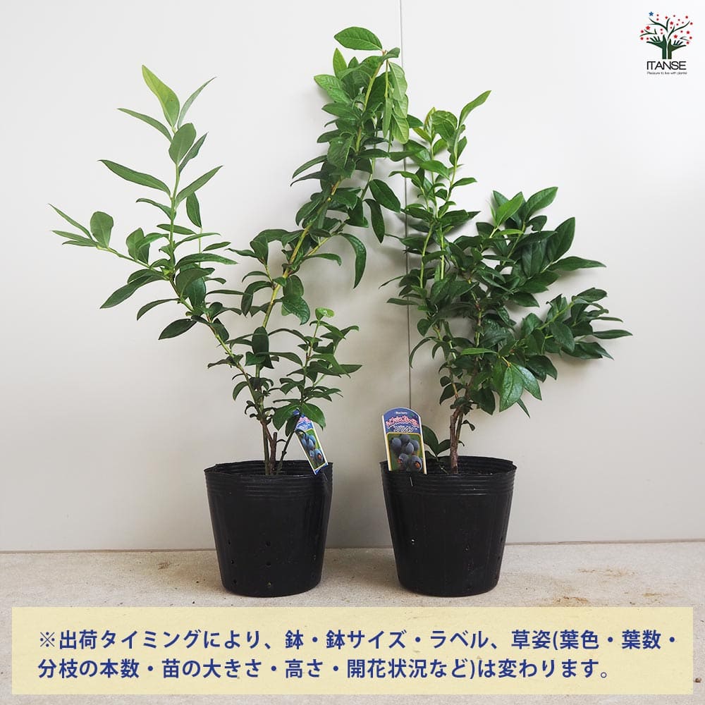 ブルーベリー スパルタン 【果樹の苗木 5号／1個売り】