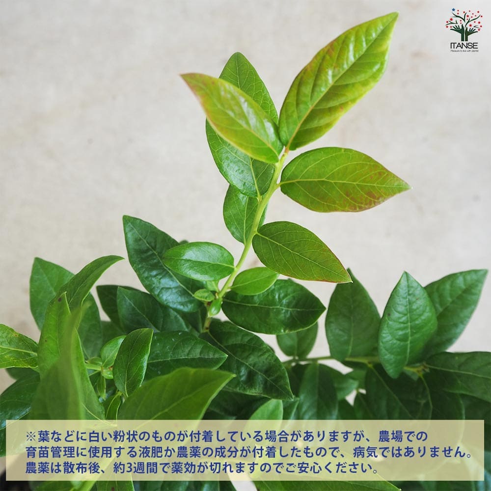 ブルーベリー スパルタン 【果樹の苗木 5号／1個売り】