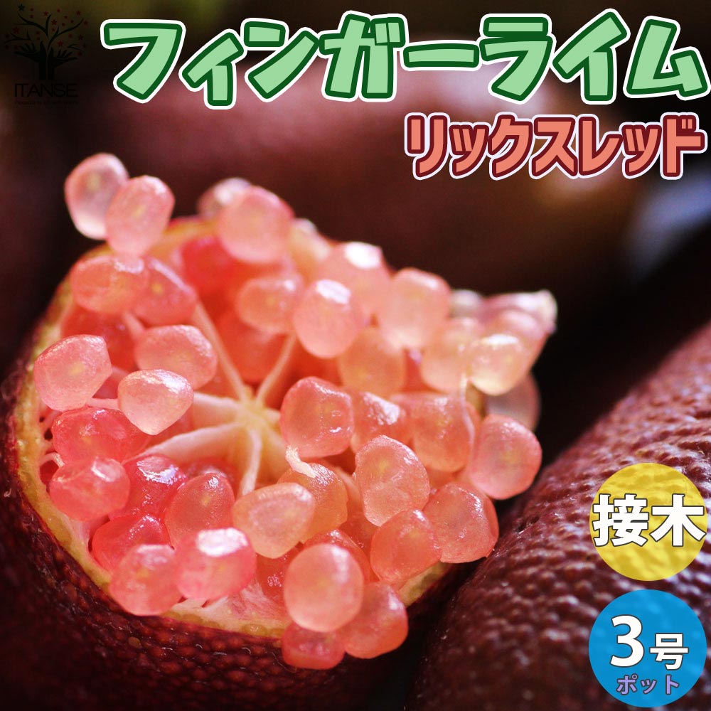 フィンガーライムの苗 リックスレッド 【果樹の苗 9cmポット 1年生 接木苗／1個売り】