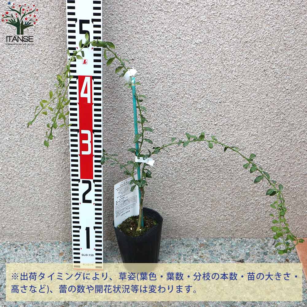 フィンガーライムの苗 リックスレッド 【果樹の苗 9cmポット 1年生 接木苗／1個売り】