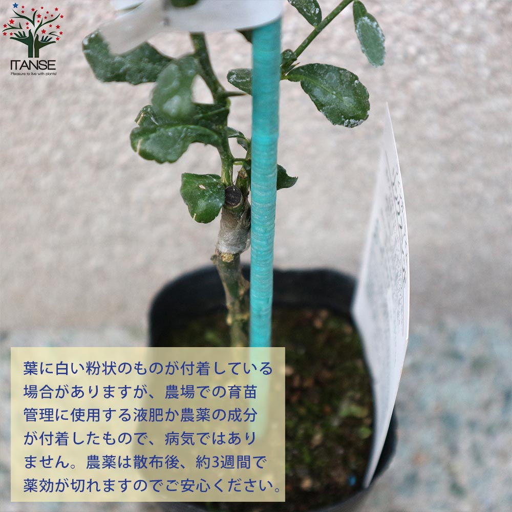 フィンガーライムの苗 リックスレッド 【果樹の苗 9cmポット 1年生 接木苗／1個売り】