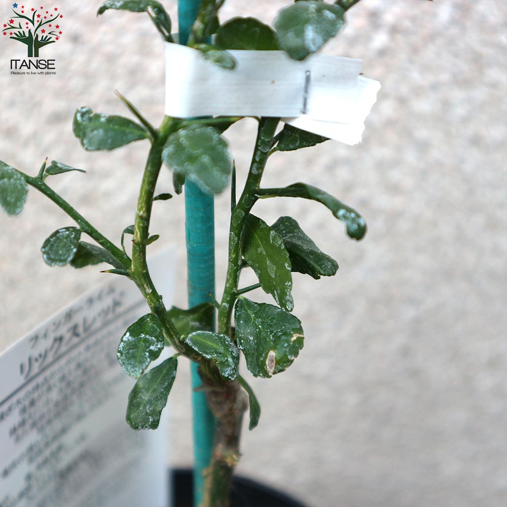 フィンガーライムの苗 リックスレッド 【果樹の苗 9cmポット 1年生 接木苗／1個売り】