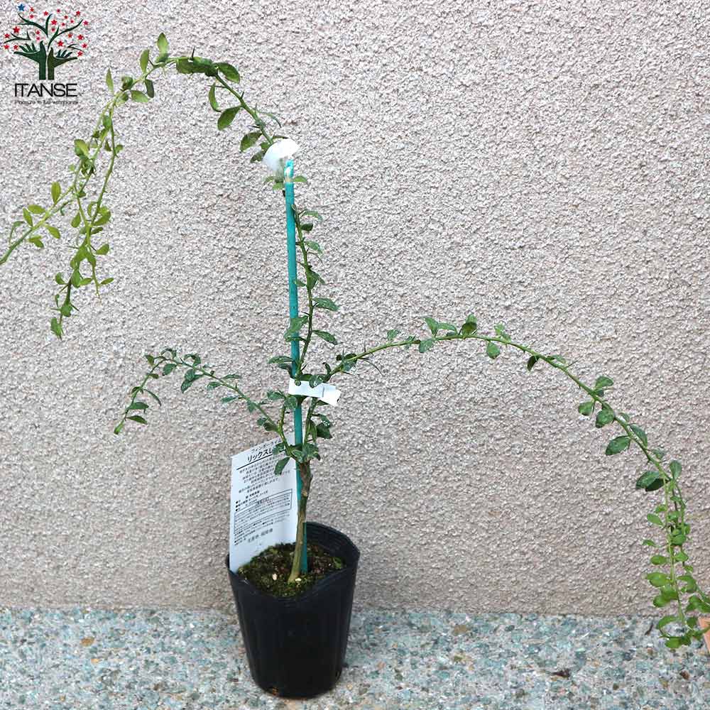 フィンガーライムの苗 リックスレッド 【果樹の苗 9cmポット 1年生 接木苗／1個売り】