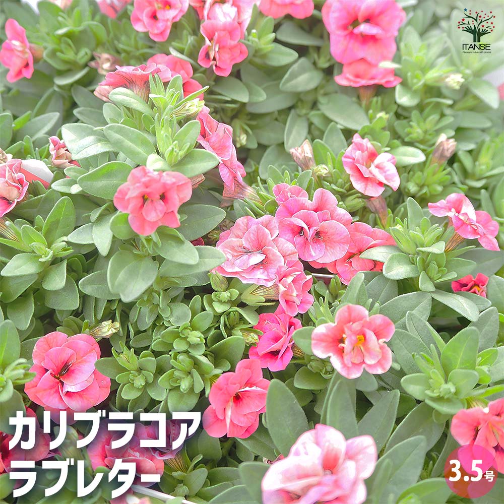 カリブラコア ラブレター 【花苗 3.5号】｜ 【植物のITANSE