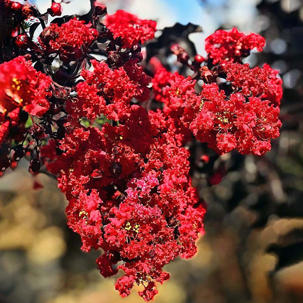 Itanse良品ｾﾚｸﾄ通販