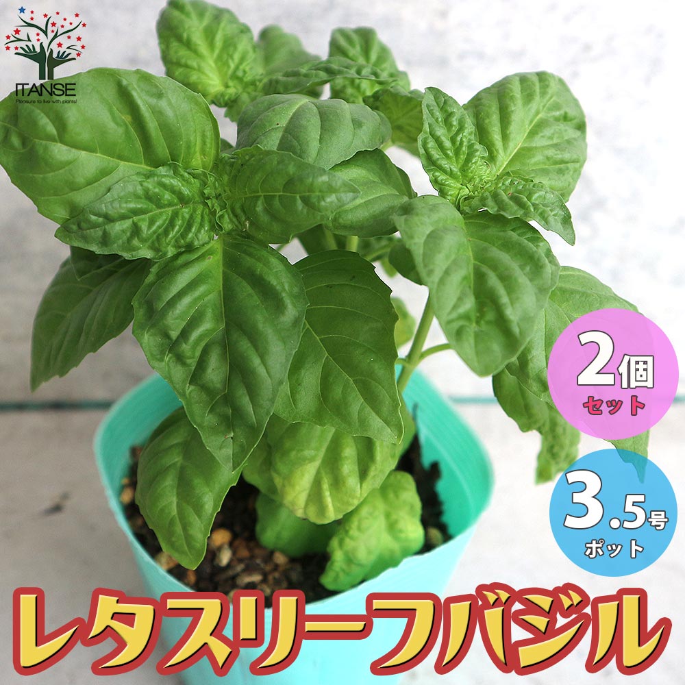 レタスリーフバジル 【ハーブの苗 10.5cmポット／お買い得2個セット】
